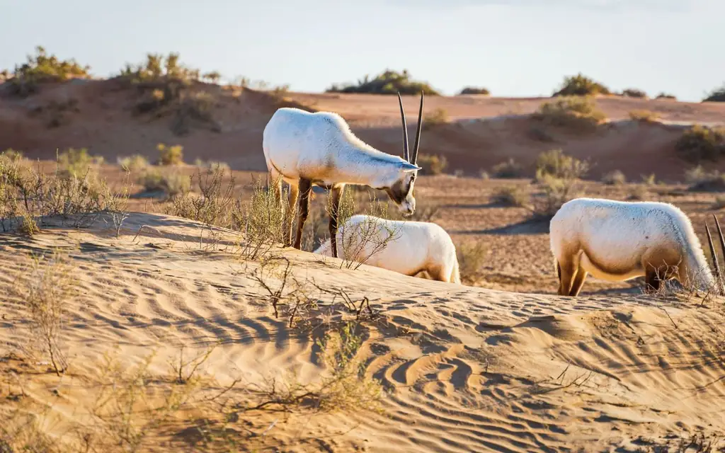 Three Arabian oryx grazing peacefully on the sand dunes in the desert landscape
