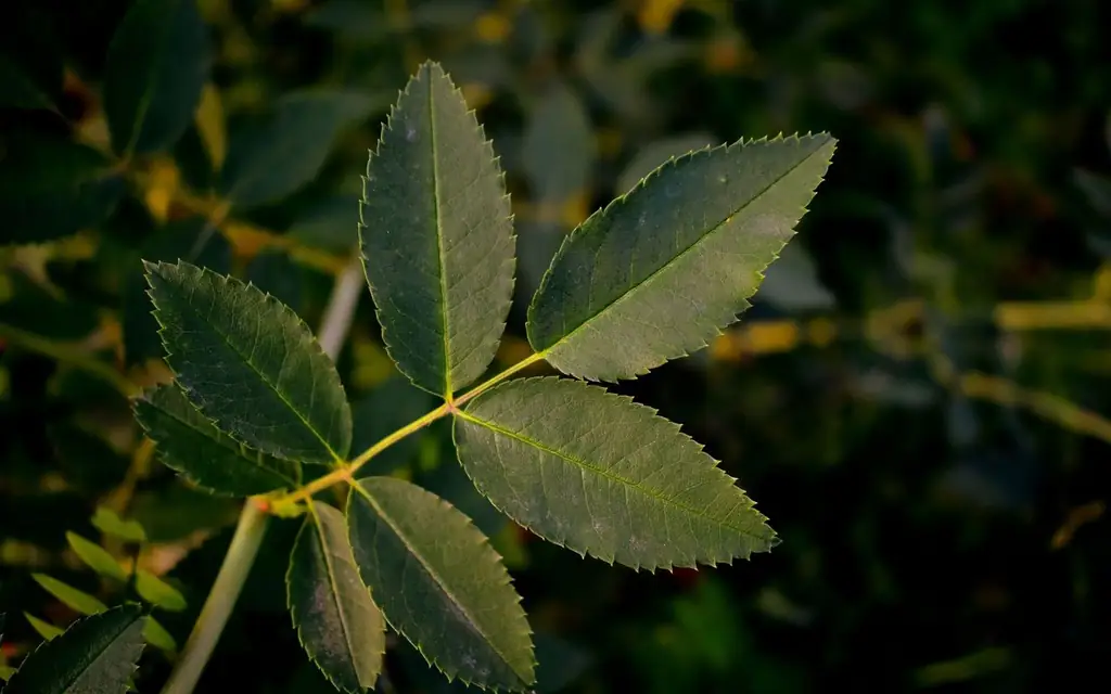 Detailed close-up of a green leaf showcasing its jagged edges in natural lighting