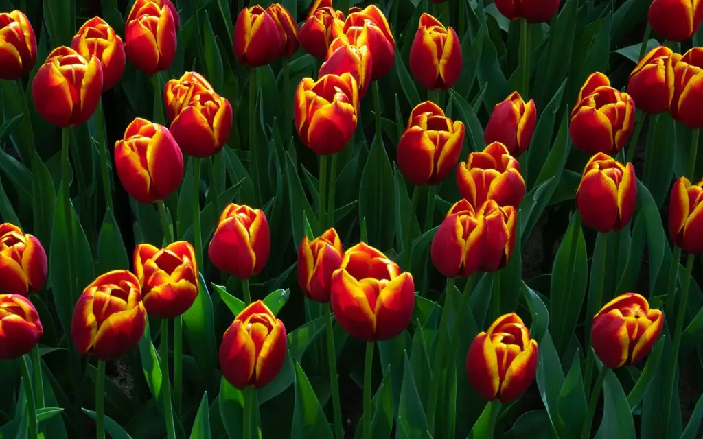 Lively red and yellow tulips bloom brightly in Keukenhof Gardens, Lisse, Netherlands