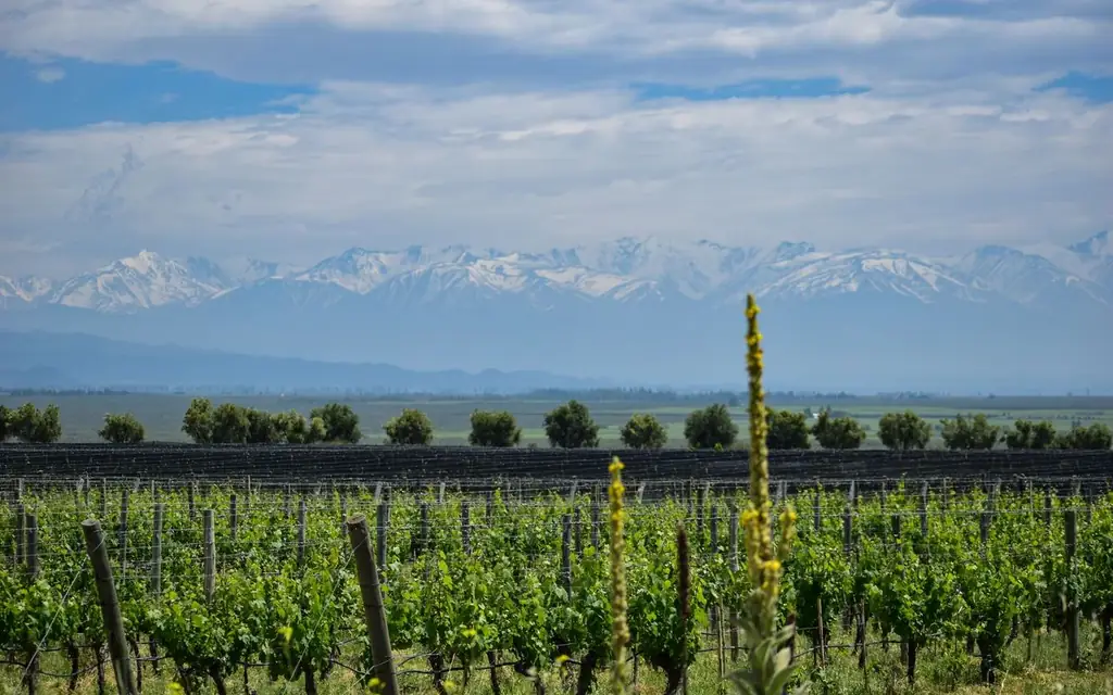 Lush vineyards in Tunuyán, Mendoza, Argentina, with the majestic Andes mountains in the background