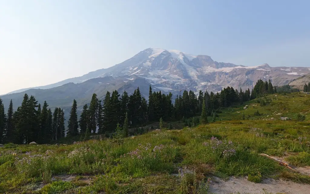 Stunning view of Mount Rainier in summer with evergreen trees and wildflowers