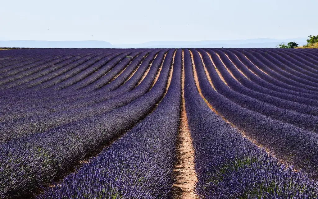 Beautiful lavender fields under a clear sky in Provence, France